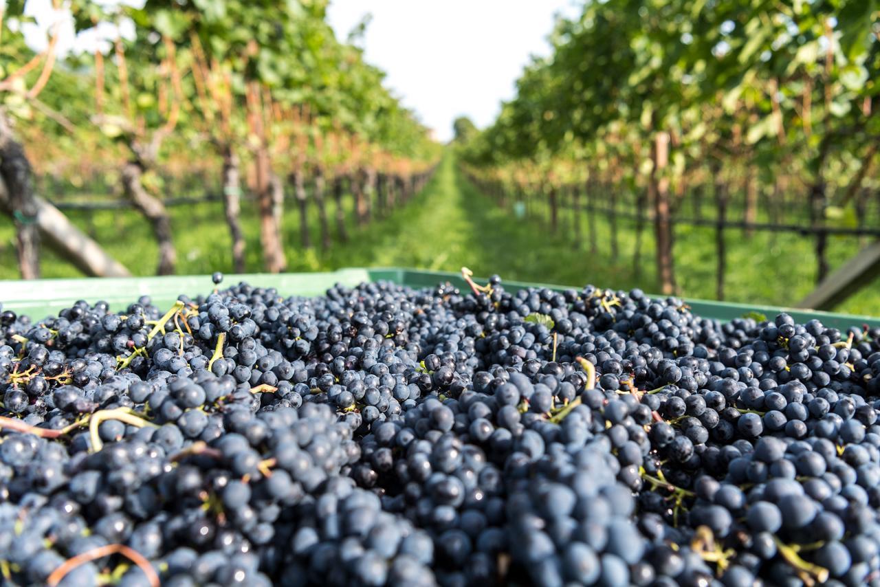 Hotel Christof Appiano Sulla Strada Del Vino Dış mekan fotoğraf